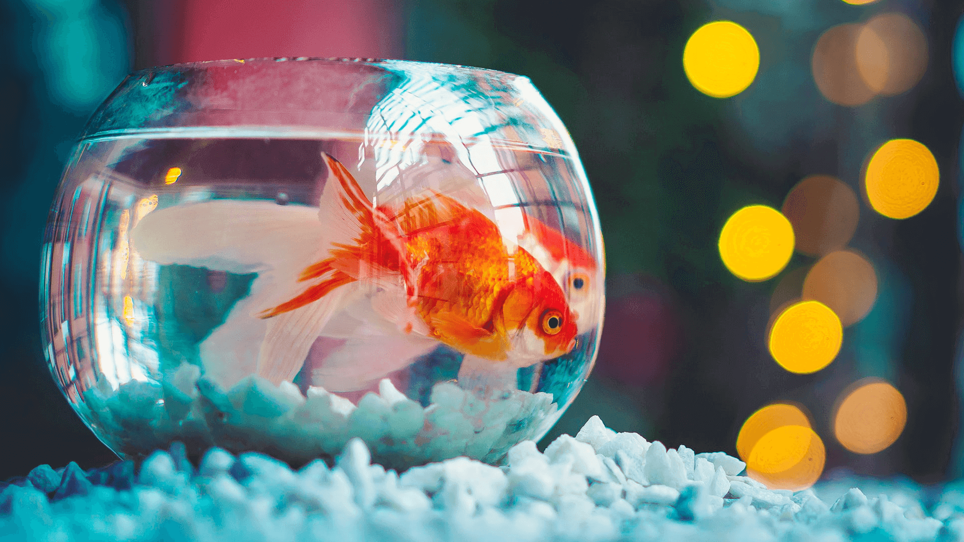 Goldfisch im Glas